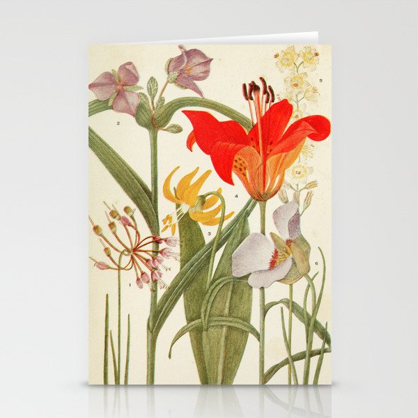 Wildflowers from "Rocky Mountain Flowers" (1914) by Edith Clements (benefitting The Nature Conservancy) Stationery Cards