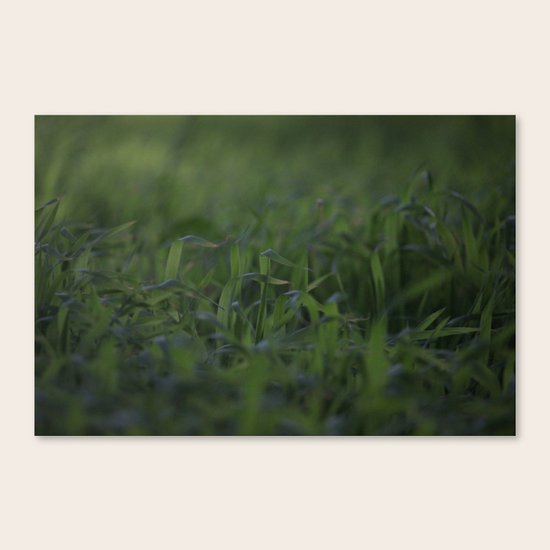 Peaceful Dreams Canvas Print