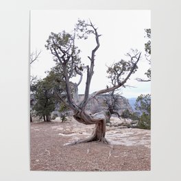 Old Man Tree Poster
