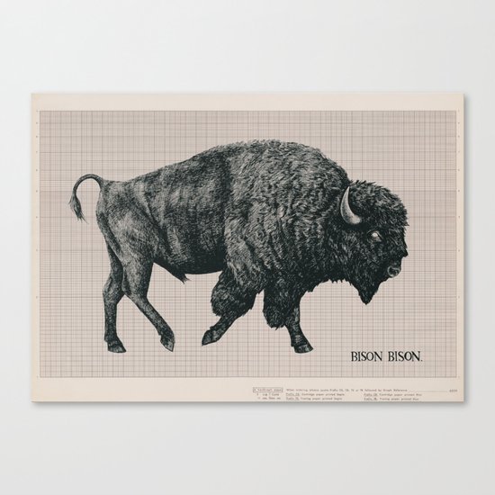 Bison Bison Canvas Print