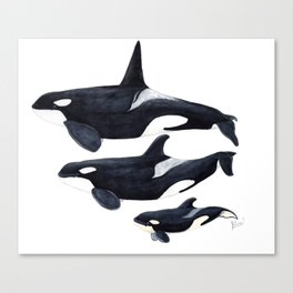 Orca (Orcinus orca) Canvas Print