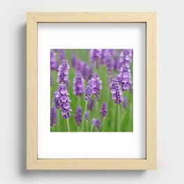 lavender Recessed Framed Print