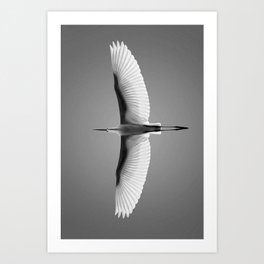 Wings of an Egret in Mid-flight black and white photography - black and white photographs Art Print