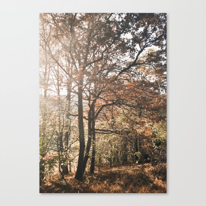 Late autumn amber forest Canvas Print