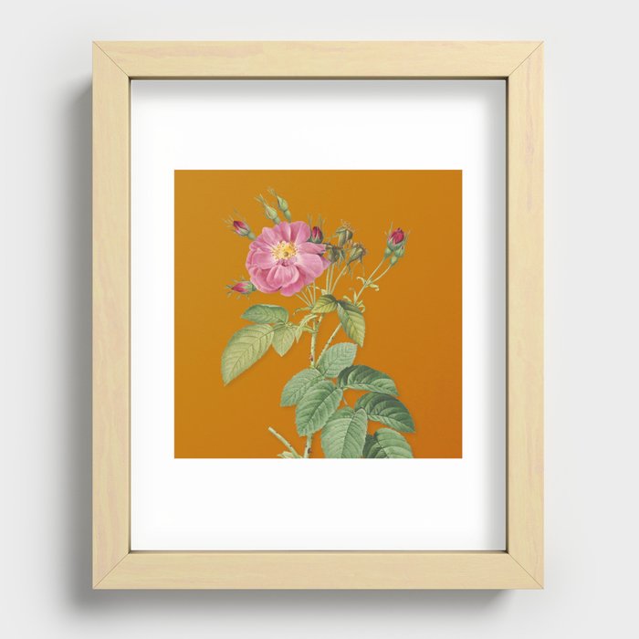 Vintage Harsh Downy Rose Botanical Illustration on Bright Orange Recessed Framed Print