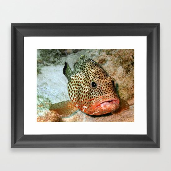 Coral Grouper Being Cleaned Framed Art Print