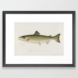 Salmon fish Framed Art Print