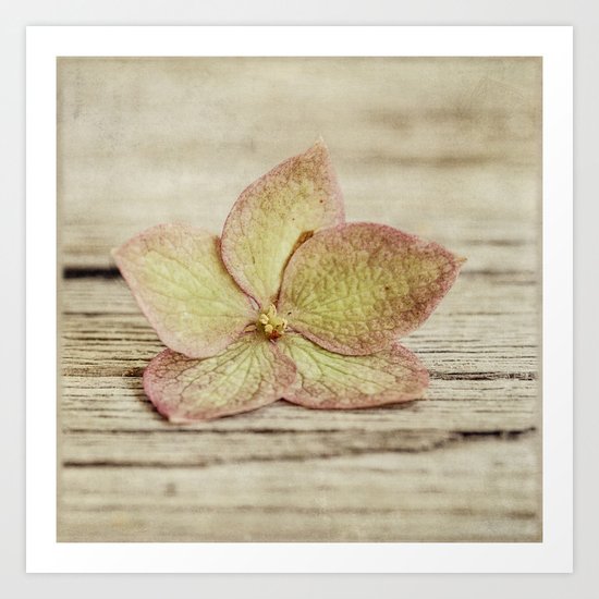 hydrangea Art Print