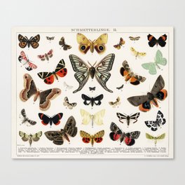 Vintage Butterfly and Moth Lithograph | Insect Print Canvas Print