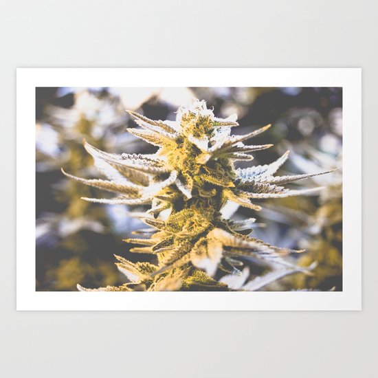 Beautiful Flower Art Print