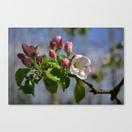 Apple tree bloom at spring Canvas Print