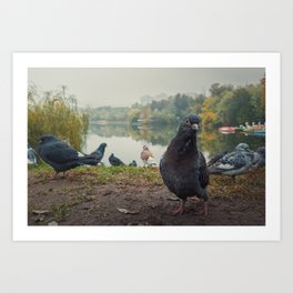 curious pigeon Art Print | Looking, Portrait, Ground, Photo, Colorful, Pigeon, Environment, Dove, Birdie, Nature 