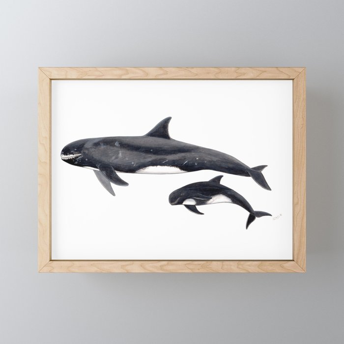 Pygmy killer whale Framed Mini Art Print