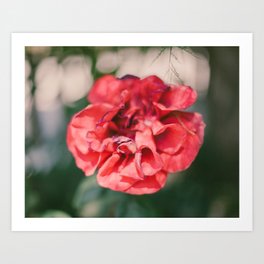 Red Flower Photograph Art Print