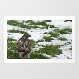 Hawks Winter Glance Art Print