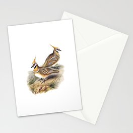 Vintage White Bellied Bronzewing Bird Illustration Stationery Card