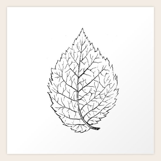 Leaf Art Print
