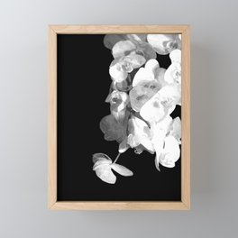White Orchids Black Background Framed Mini Art Print