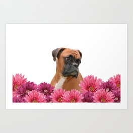 Boxer with pink Gerbera Flowers Art Print