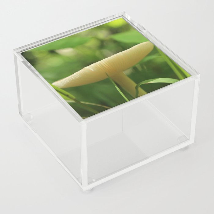 Idyllic Pale Shroom Acrylic Box
