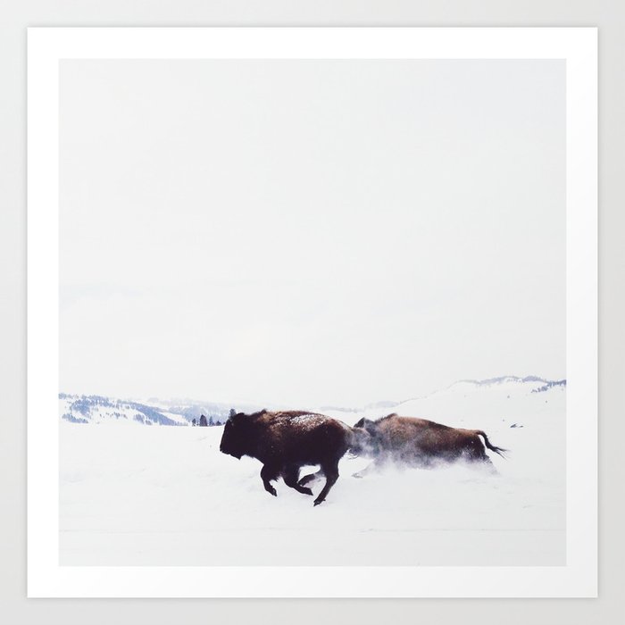 Wild Bison Running in Winter Art Print
