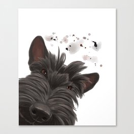 Curious Scottish Terrier Dog Canvas Print