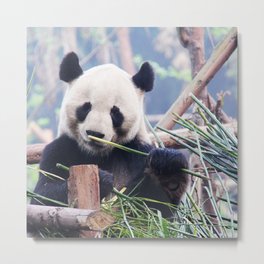 China Photography - Panda Eating Grass On A Wooden Bridge Metal Print