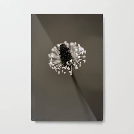 Ribwort Plantain Metal Print