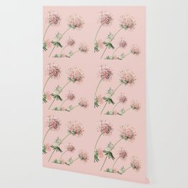 Rose caucasian crosswort flower Wallpaper