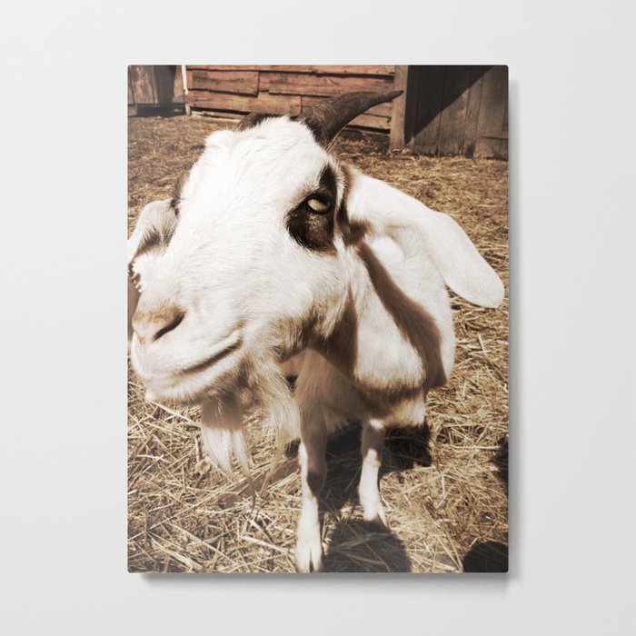 Close Up Goat Metal Print