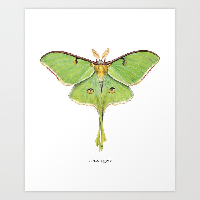 Luna Moth (Actias luna) II Art Print