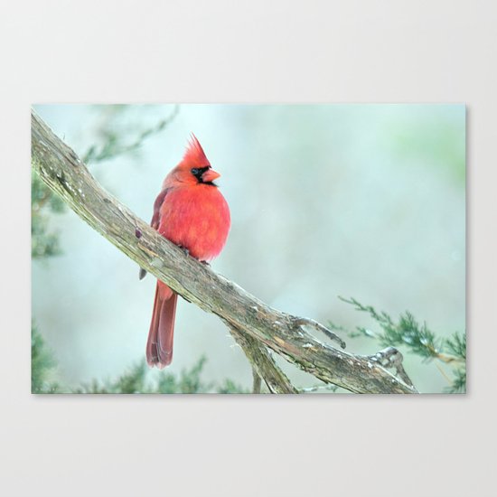 Elegant Cardinal Canvas Print
