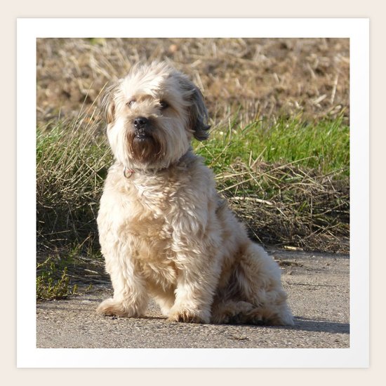 Dog Art Print