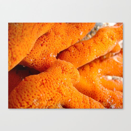 Dying Coral Canvas Print