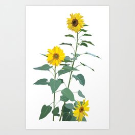 Native Southwest Sunflowers Art Print