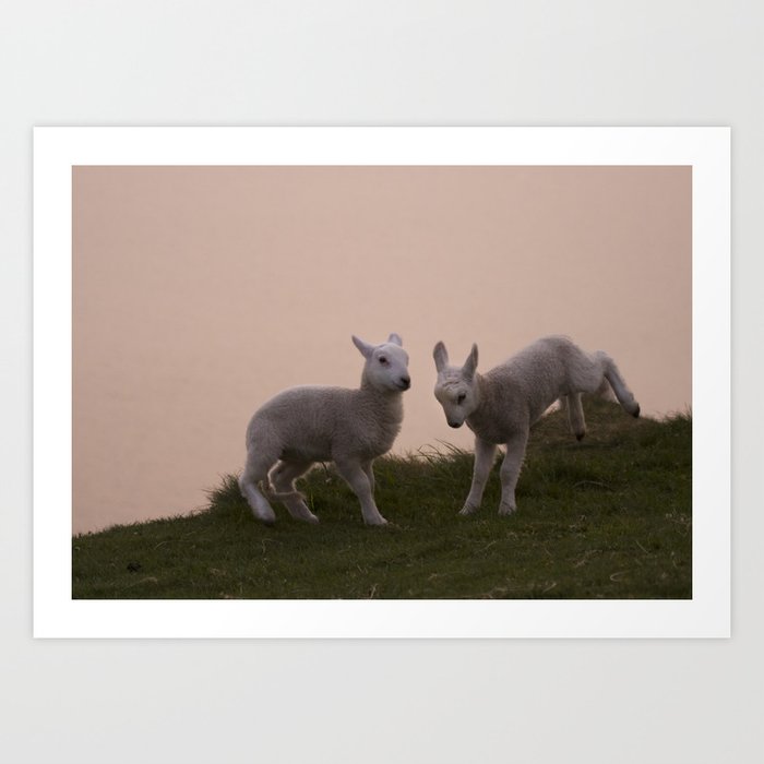 Playful little lambs Art Print