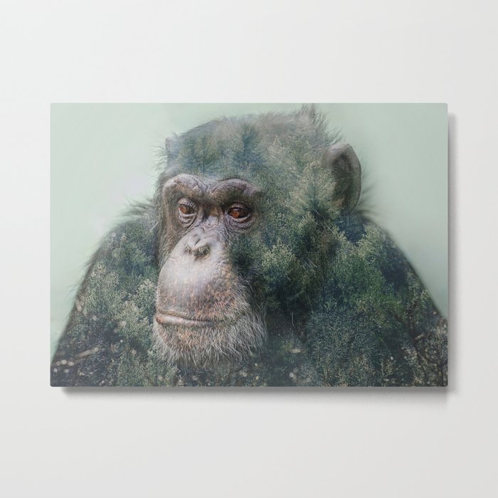 Chimpanzee Double Exposure Metal Print