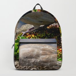 Collared Dove Backpack | Digital, Feathers, Flowerpot, Collareddove, Northwales, Adrianevans, Plantpot, Uk, Commonhouseleek, Photo 