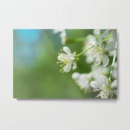 white flower on green background Metal Print