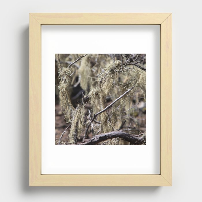 Moss in Tree Recessed Framed Print