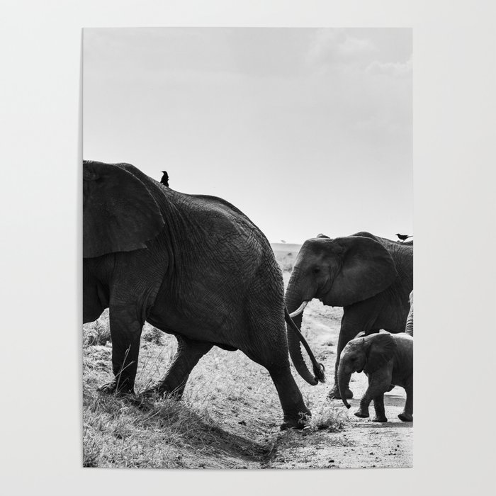 Africa Nature Uganda Elephants Travel Photography  Poster