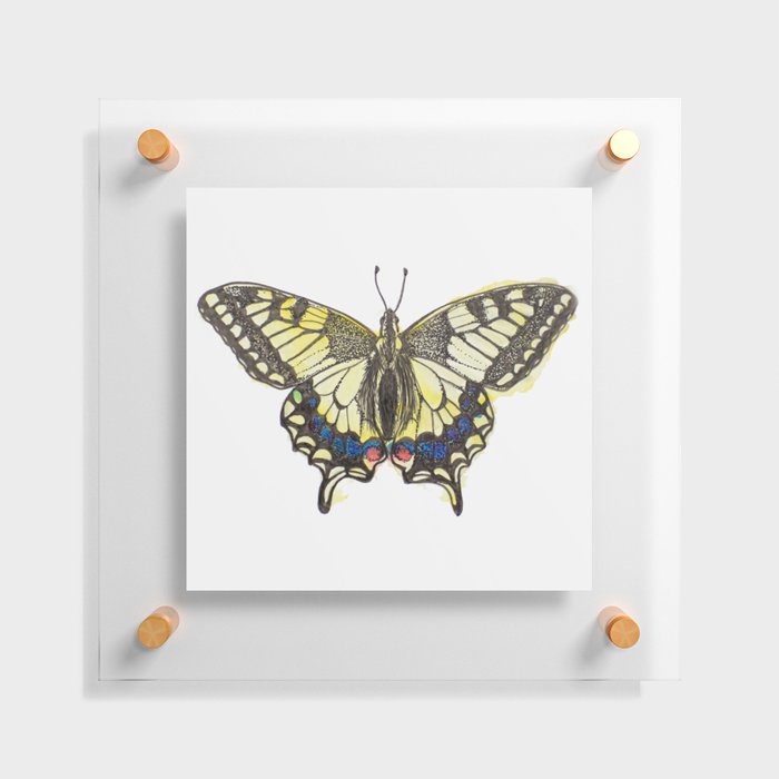 Swallowtail Butterfly Floating Acrylic Print