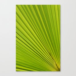 Palm leaf and Mediterranean sunlight 2 Canvas Print