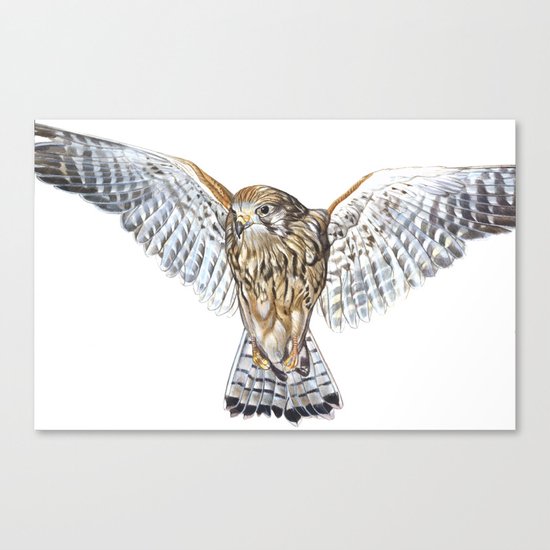 BUZZARD Canvas Print