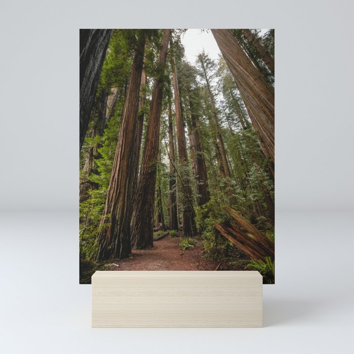 Redwood Forest Adventure VII - Nature Photography Mini Art Print