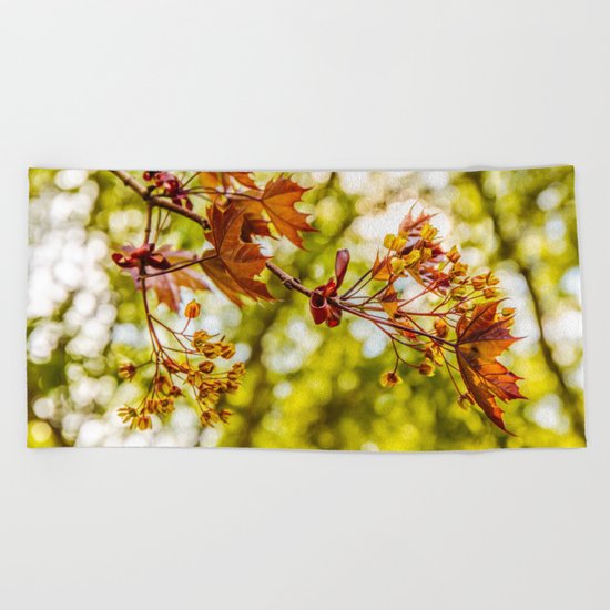 Maple blooms Beach Towel