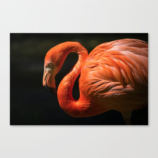 Flamingo photo Canvas Print
