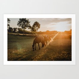 Swedish countryside in summer sunset colours. Horses in the sunset. Art Print | Photo, Horses, Horse, Farmanimal, Summerevening, Scandinavia, Swedishcountryside, Nature, Countryside, Nordicnature 