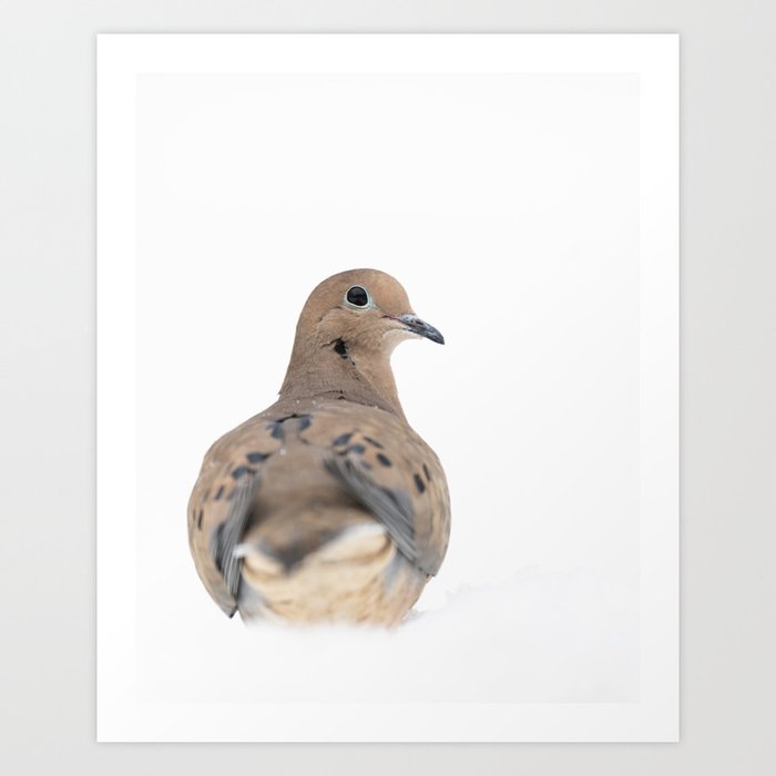 Winter Mourning Dove Art Print