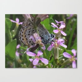 Butterfly Alight Canvas Print